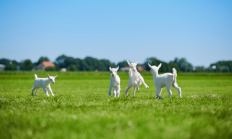 澳优乳业2024年上半年营收6.81亿元 羊奶粉海外营收增长50.7%