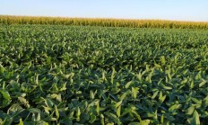 中粮财务公司上半年资产总额达301.84亿元 实现税后净利2.08亿元