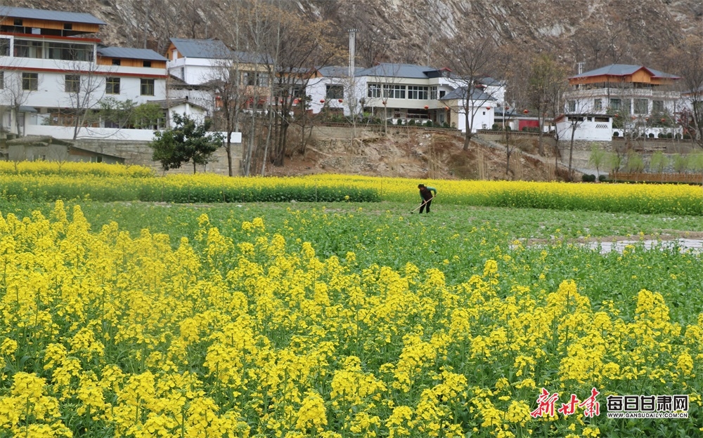 北京大兴区瀛海镇“姜”山如画，春耕忙