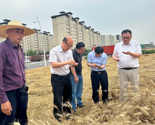 国家粮食和物资储备局：多措并举保障夏粮收购平稳有序